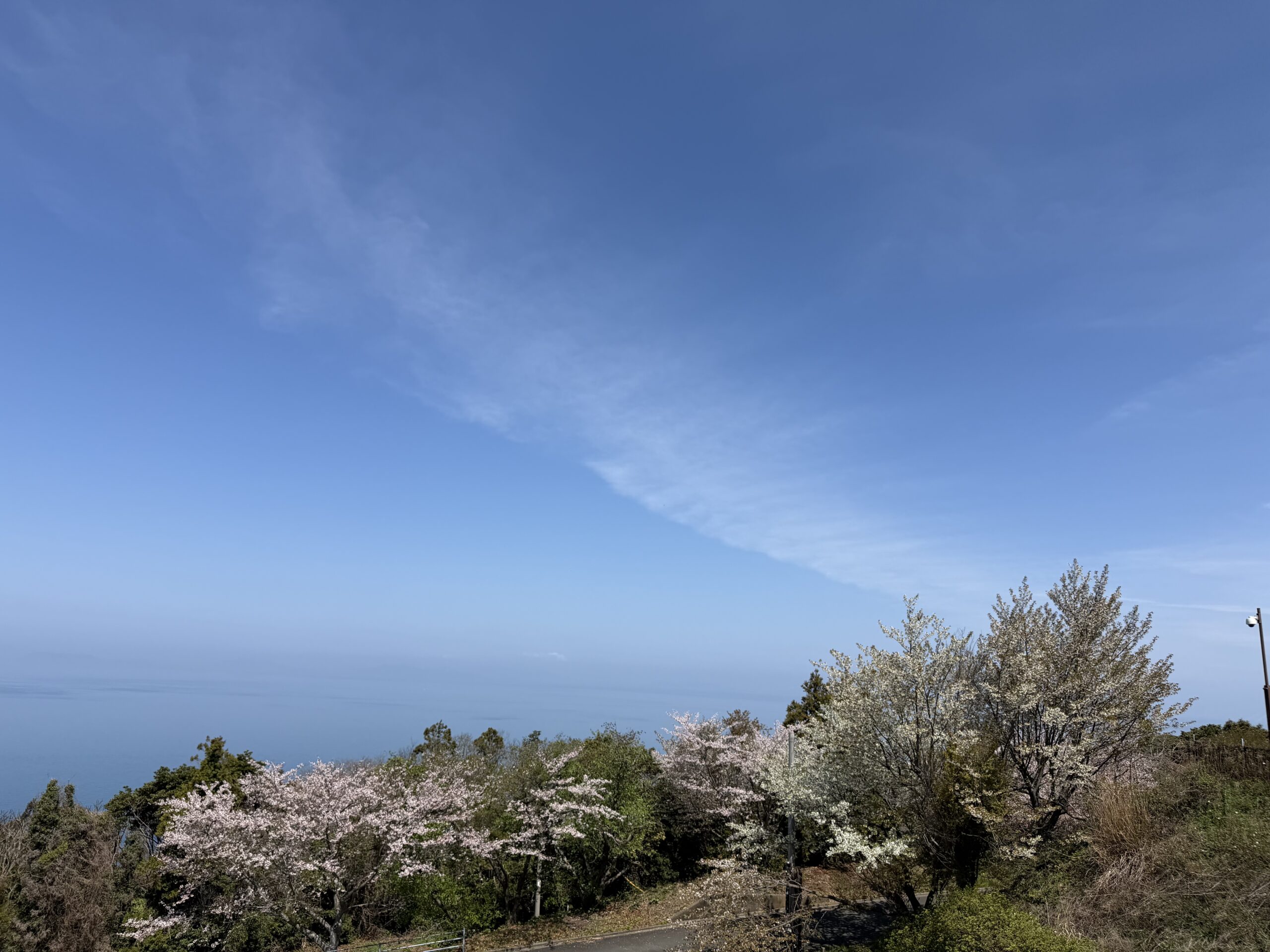 伊方きらら館の桜と海
