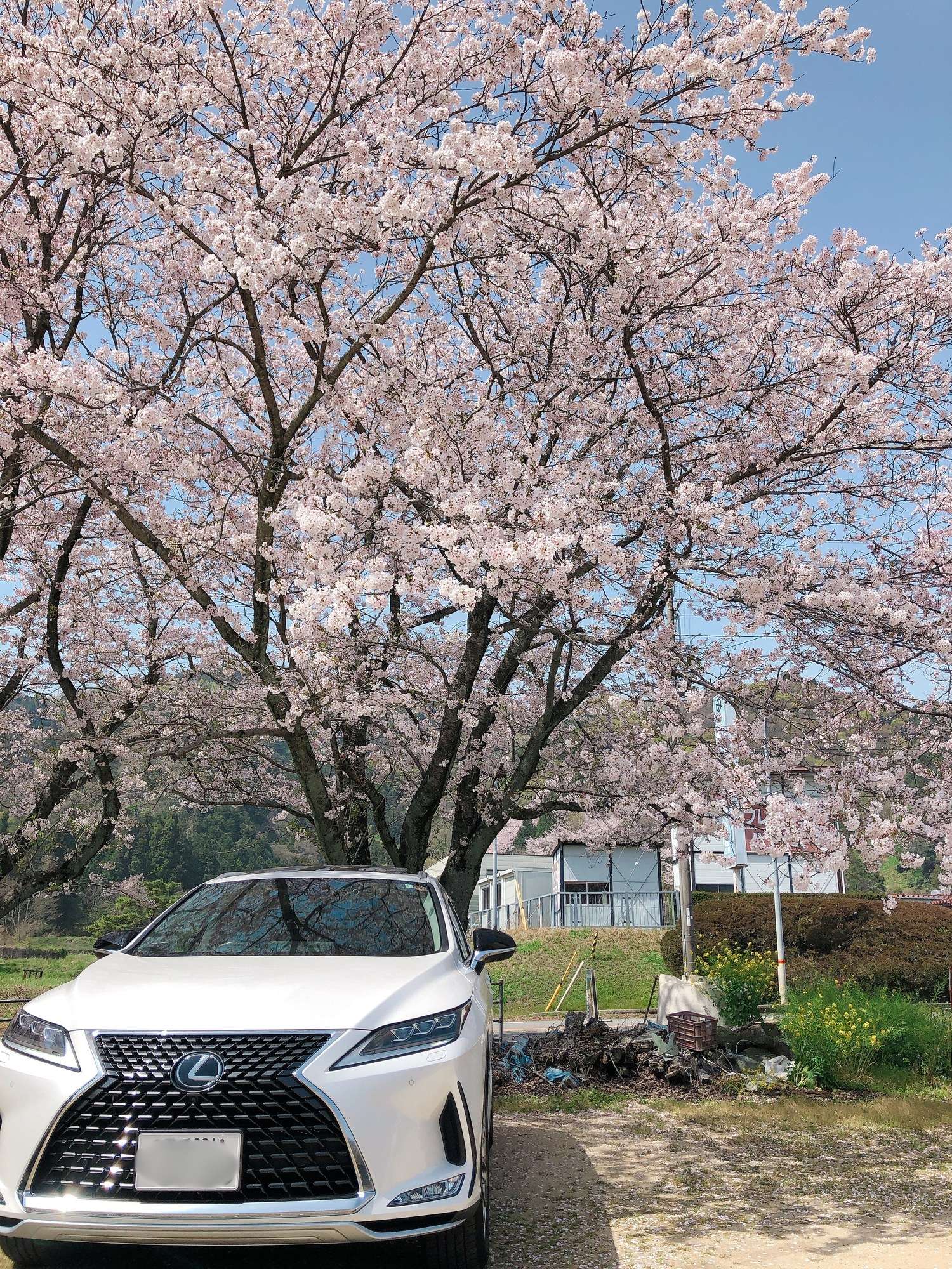 愛媛県西条市の桜並木の前に停まるレクサスRX フロントビュー