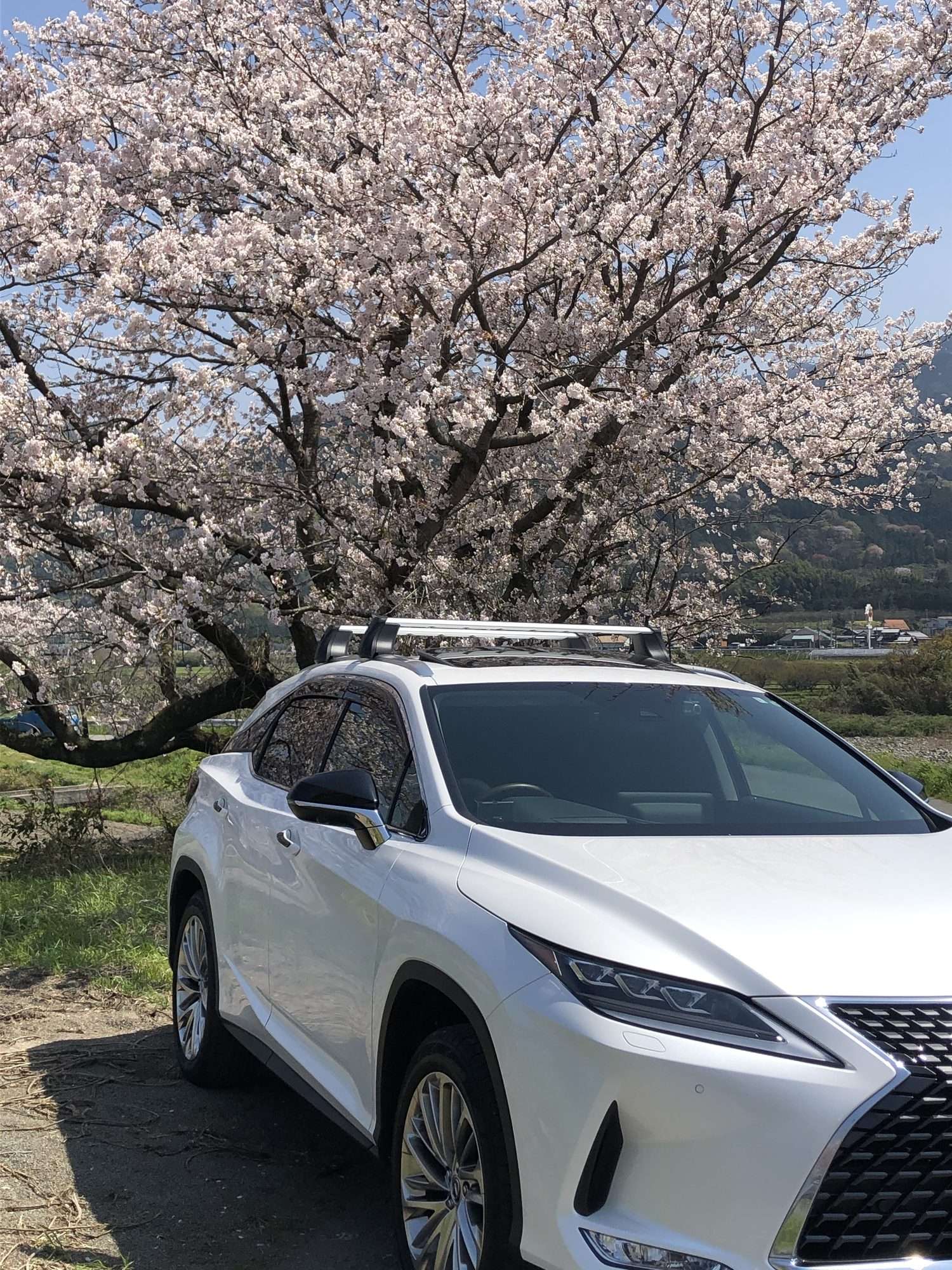 桜の下のレクサスRX フロントサイドアングル