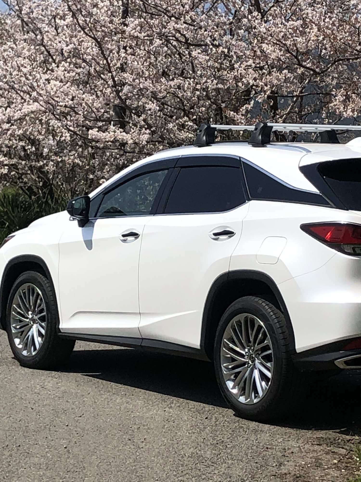 桜並木の中のレクサスRX サイドビュー