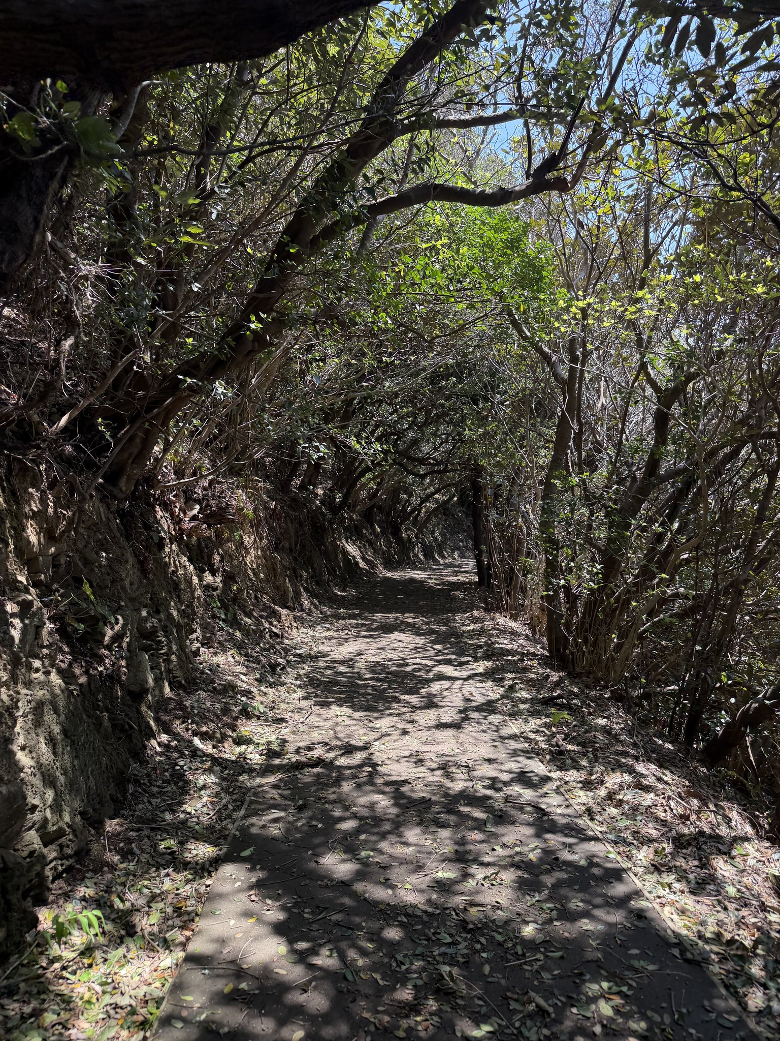 佐田岬の遊歩道