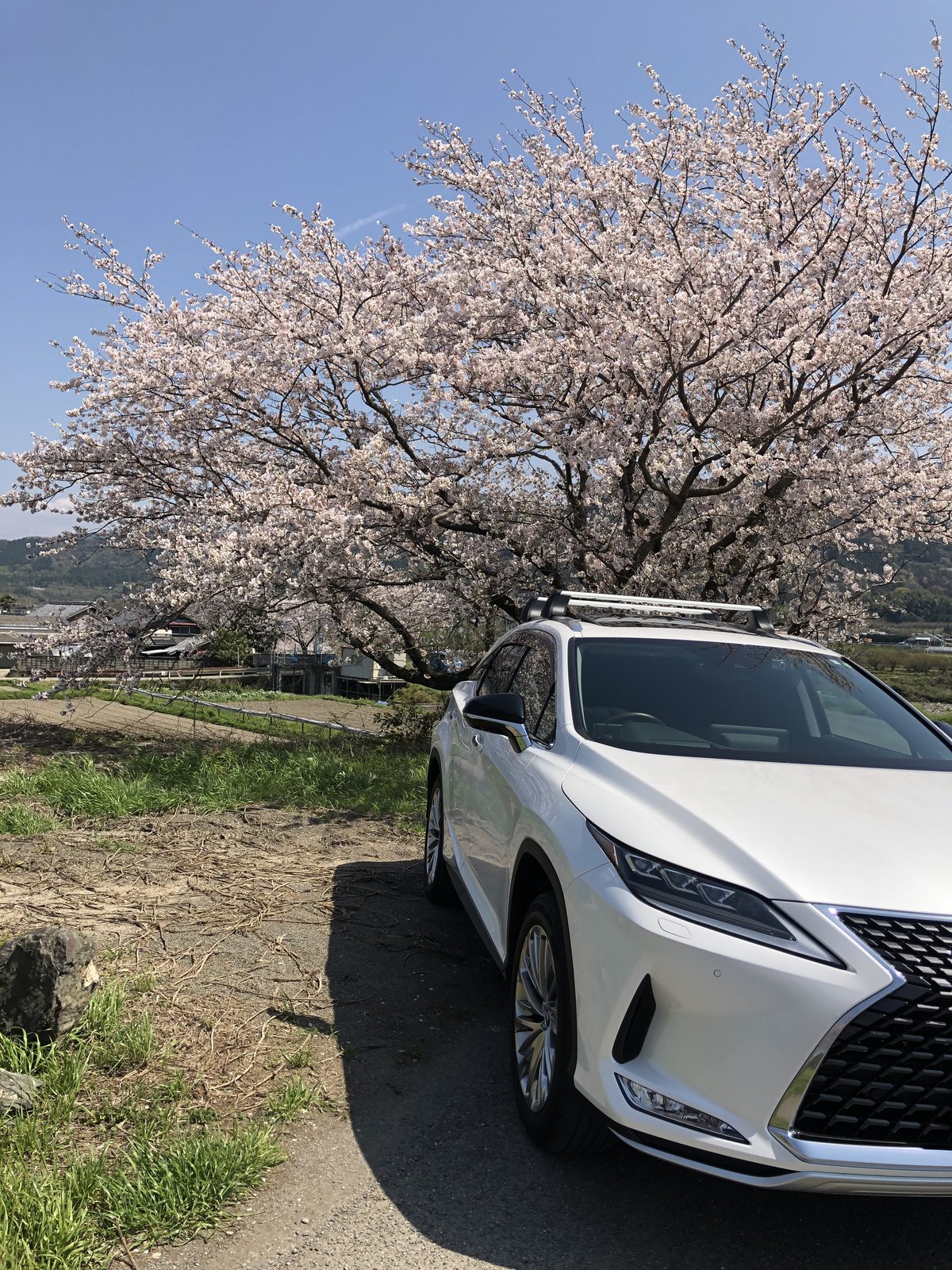 桜並木と旧型レクサスRX